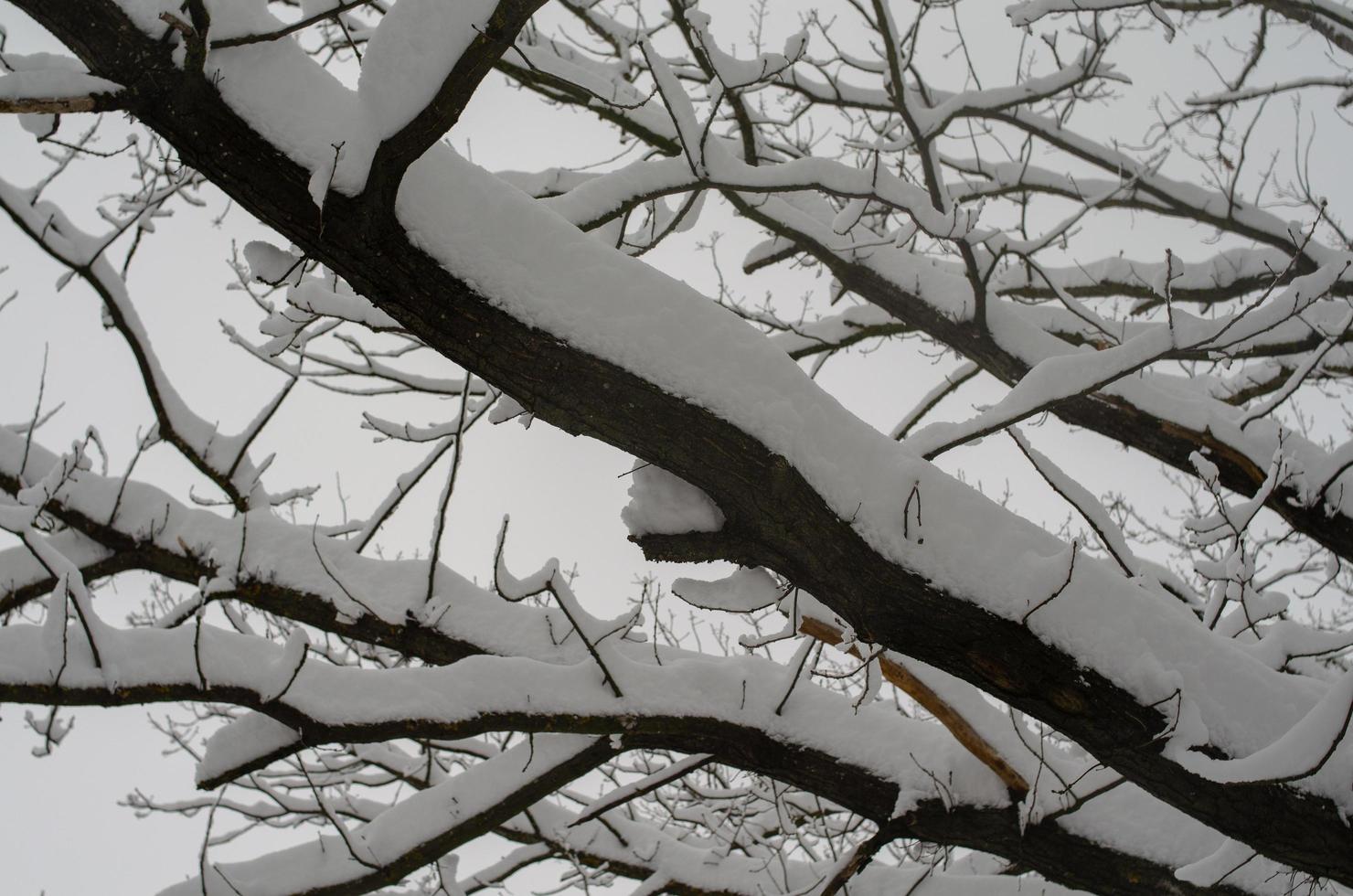 vinter skog, trädgrenar att gå under tyngden av snö. foto