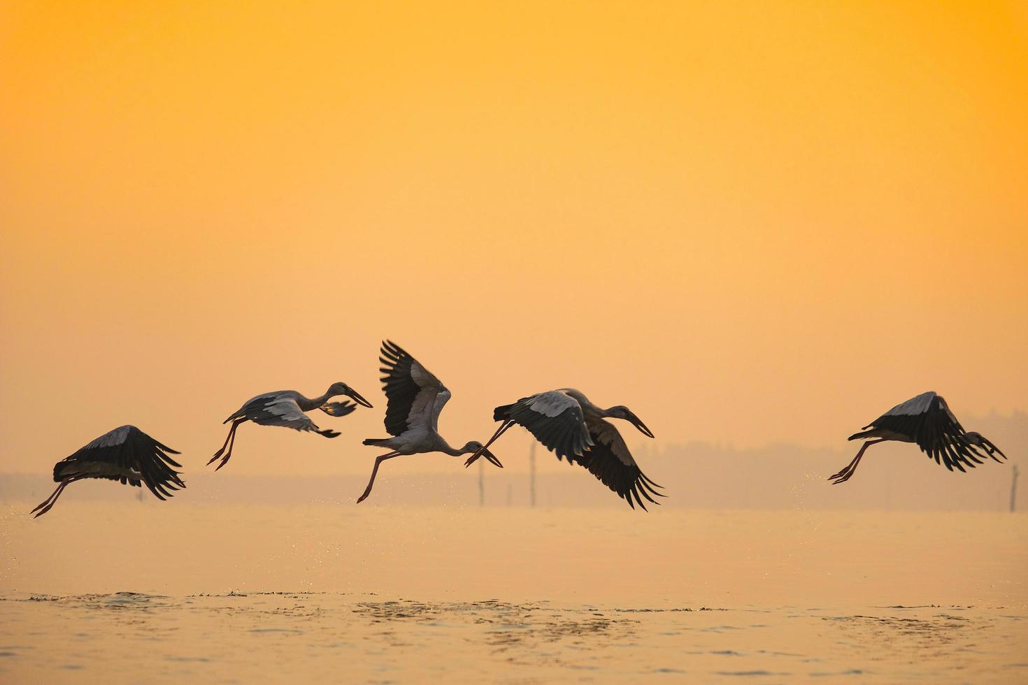 anastomus oscitans stor vadarfågel i storkfamiljen - asiatiska näbbstorkfåglar som flyger på sjön vid solnedgången foto