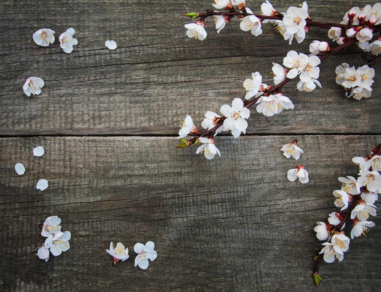 vårens aprikosblomma foto