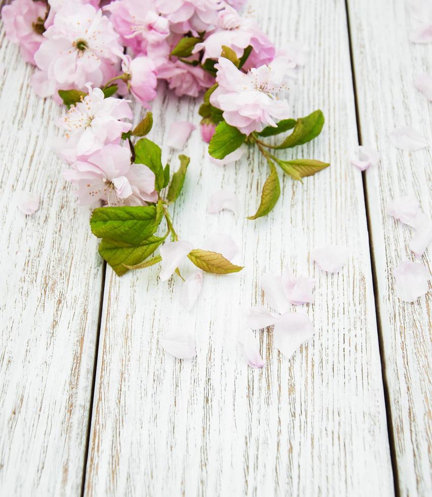 vårens sakura blommar foto