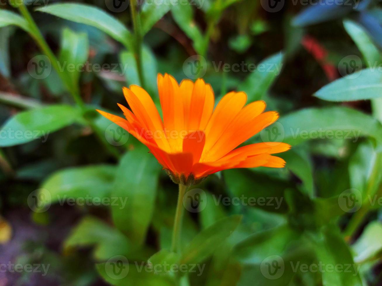 calendula blommar i trädgården bland det gröna gräset, orange blomma. sommar, park, ljus. kort affisch foto