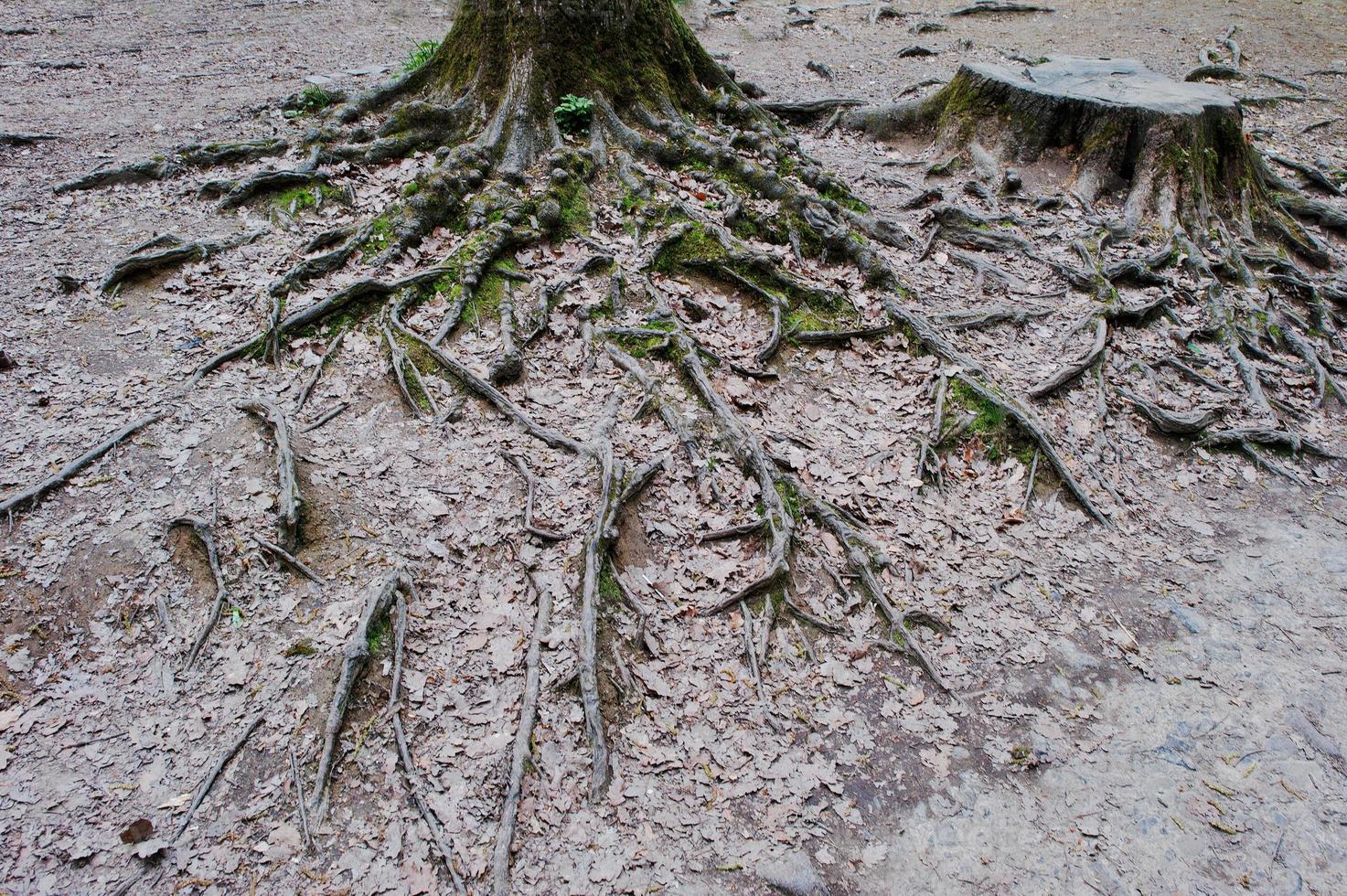vidsträckta rötter på skogen foto