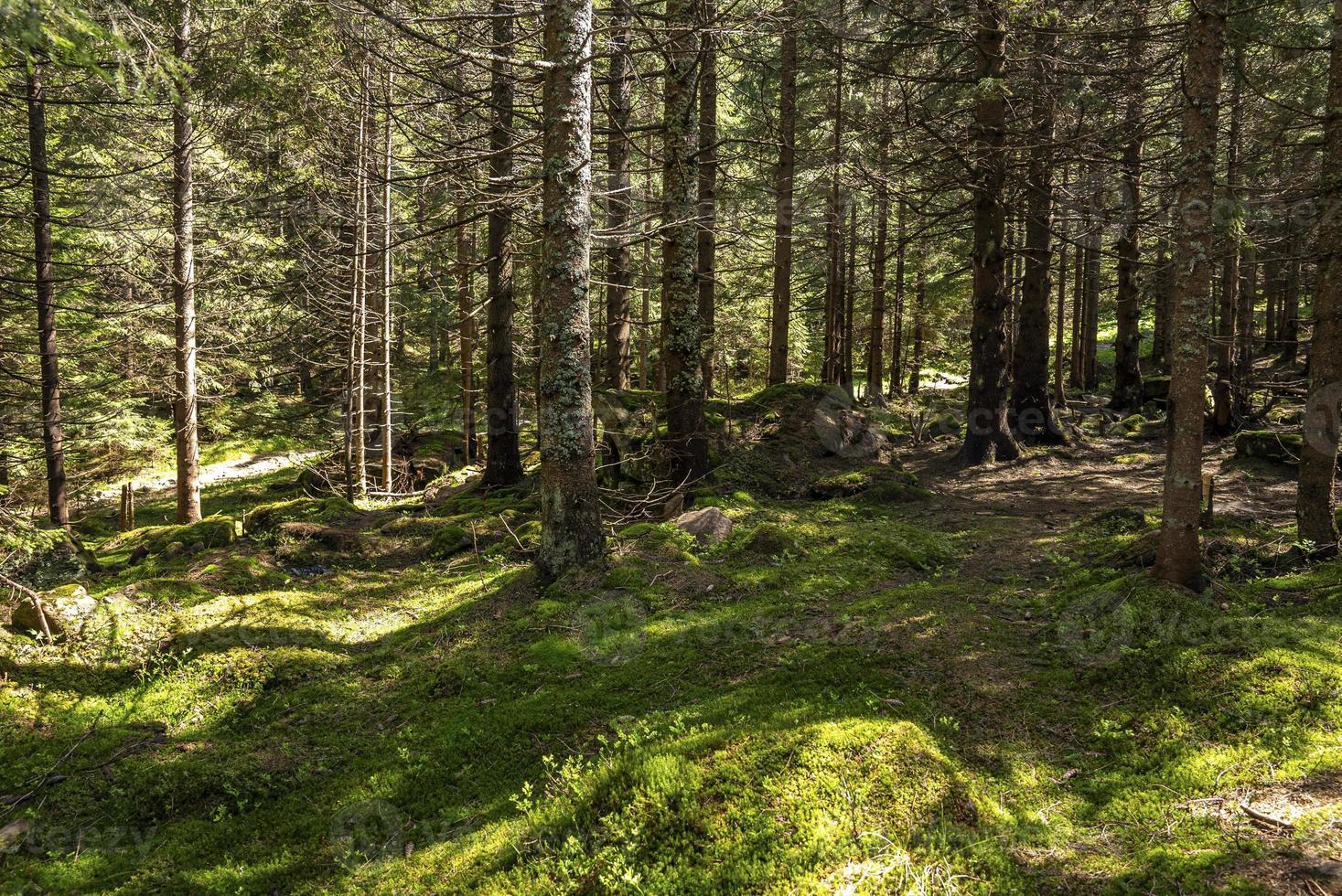 bergsskogslandskap med spår med stenar och täta träd foto