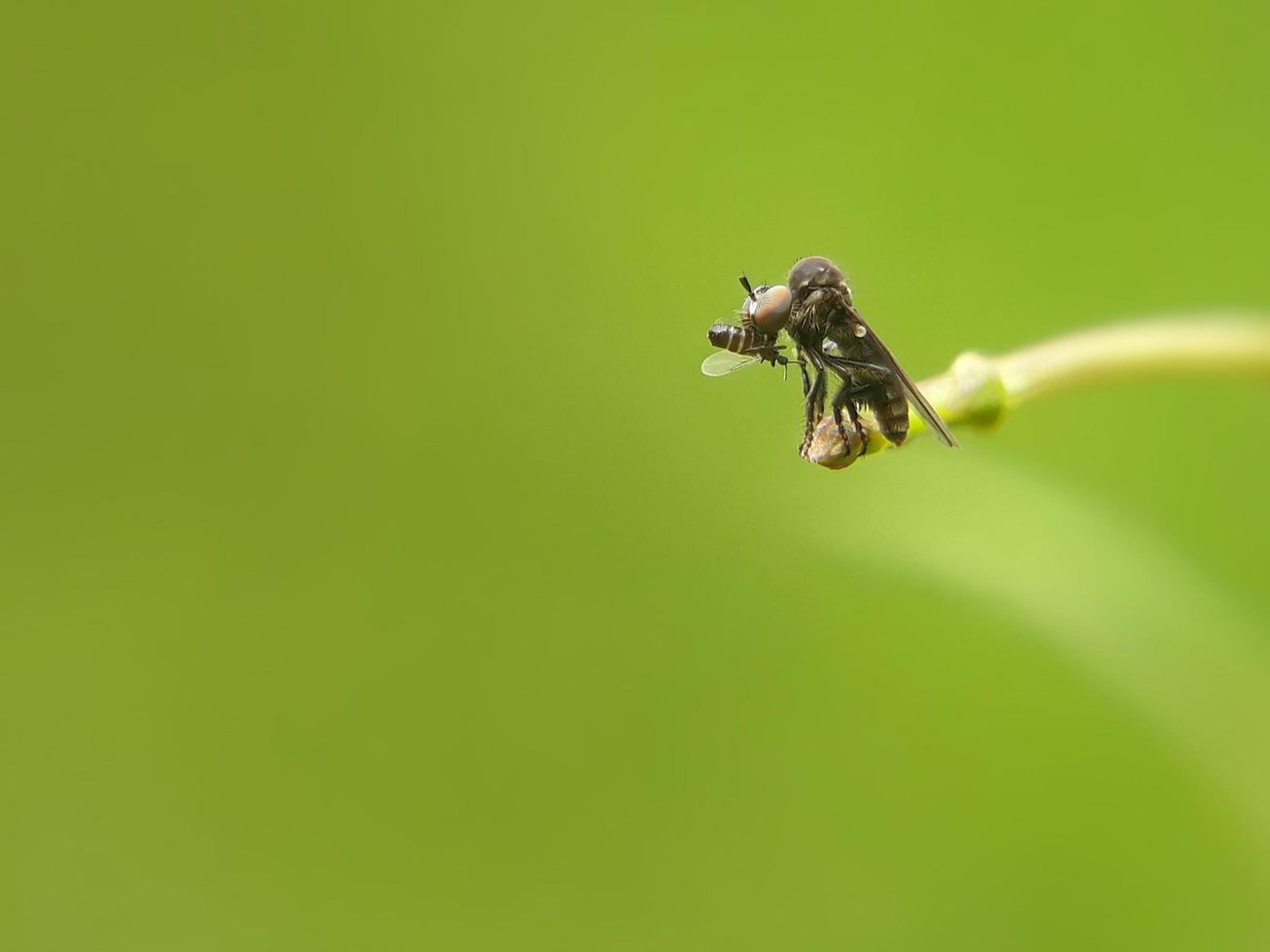 små plundrande insekter foto