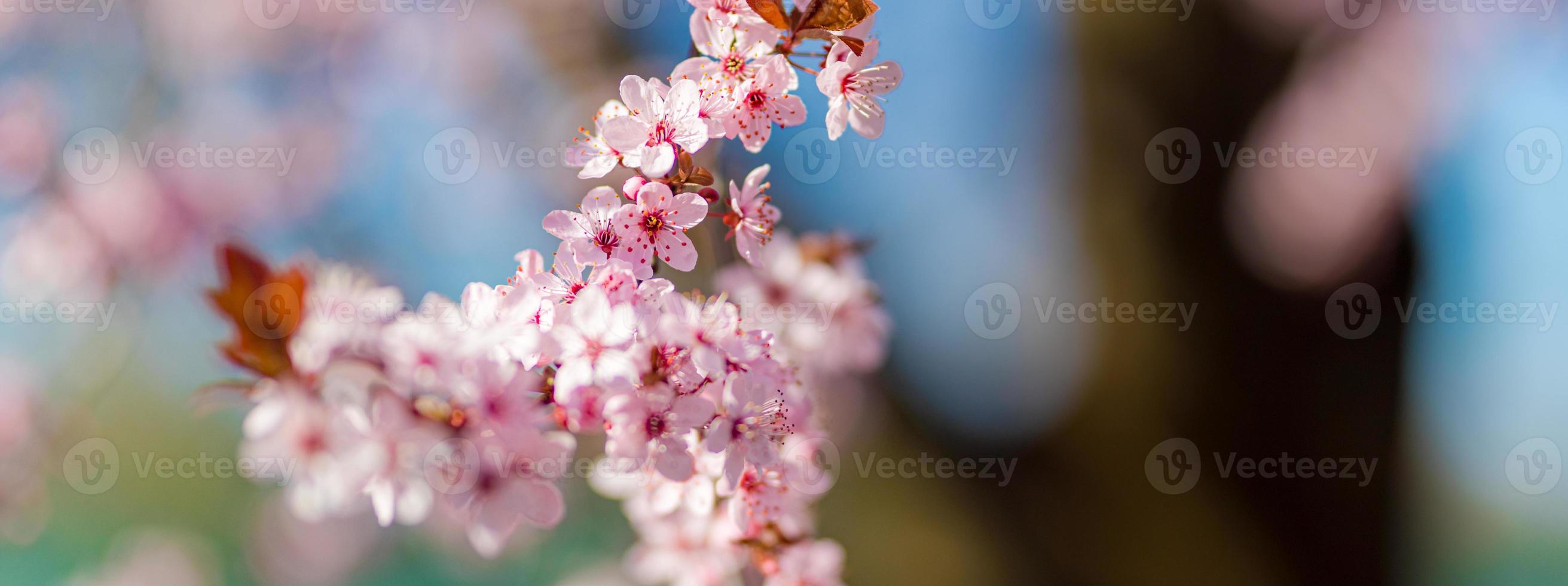 fantastisk natur närbild, blommande körsbär på suddig bokeh bakgrund. rosa sakura blommor, fantastisk färgglad drömmande romantisk natur. älskar blommig bannerdesign foto