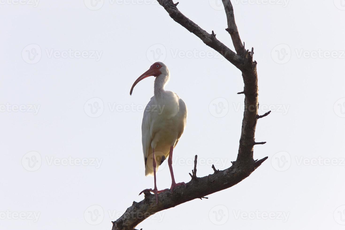 trä stork uppflugen i florida träd foto