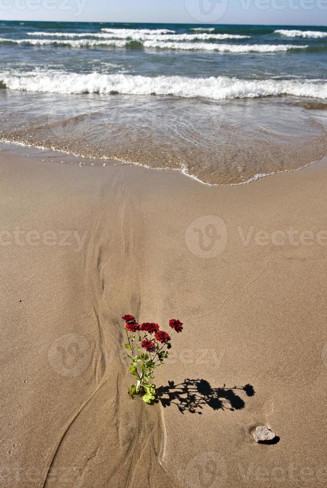 strandlinje sjön huron foto