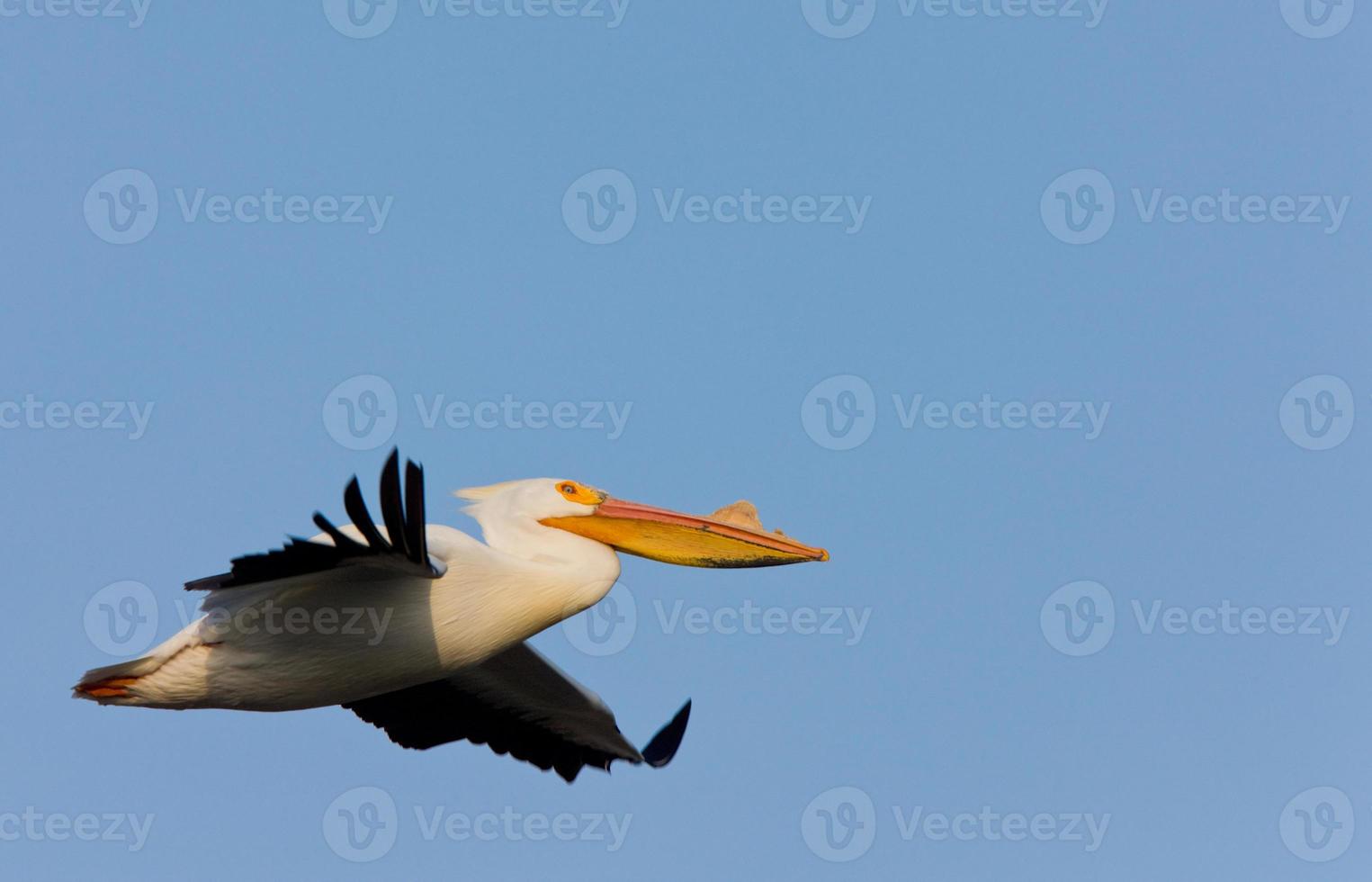 vit amerikansk pelikan under flygning foto