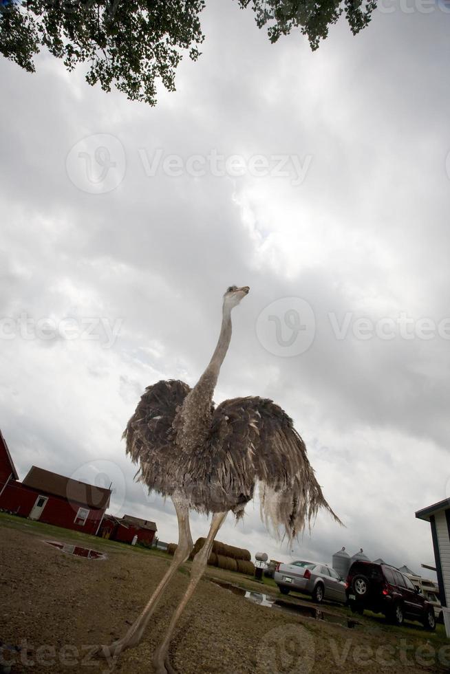 osterich på gården foto