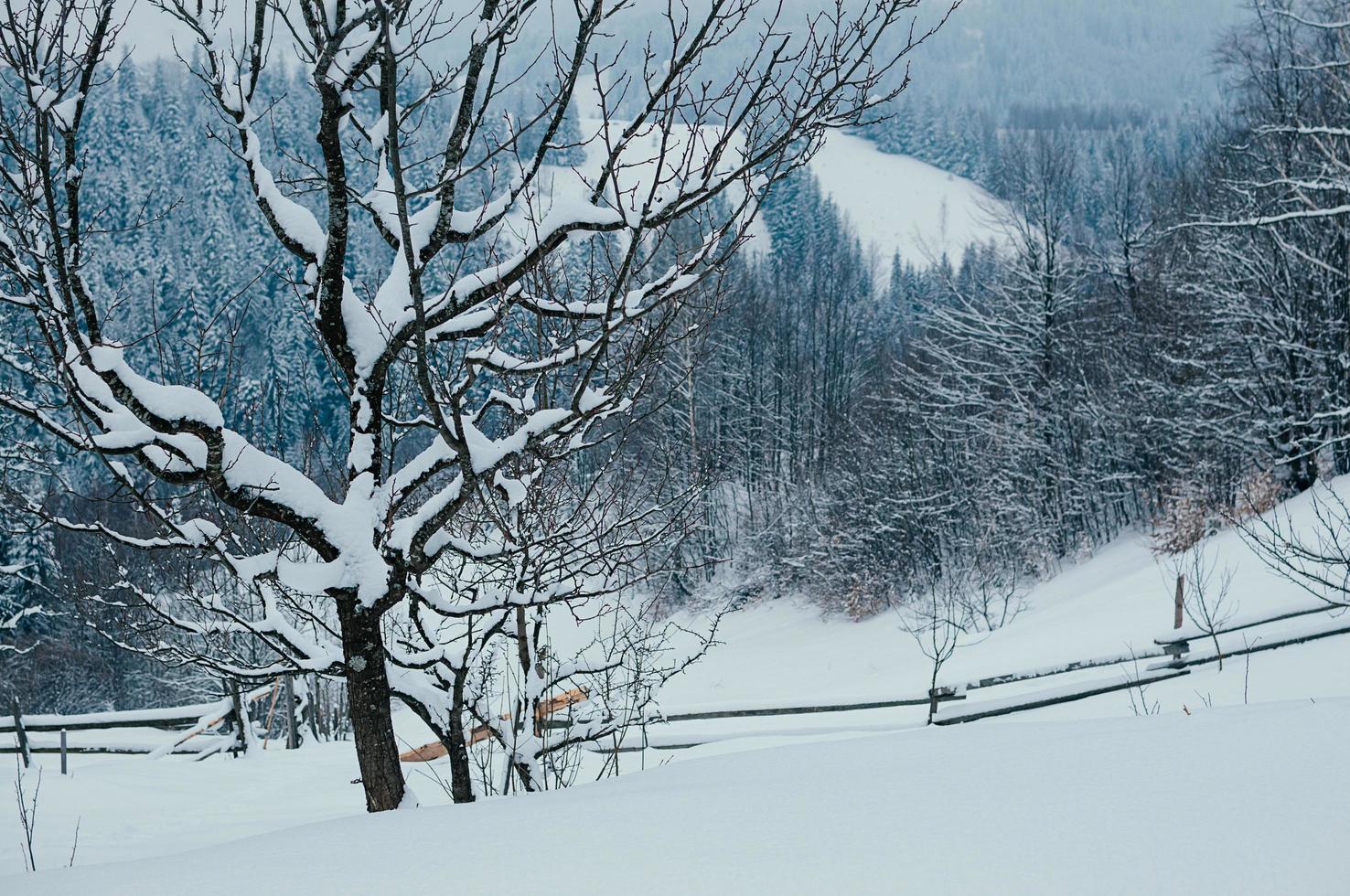 snö sluttning landsbygden vinter molnigt landskap foto