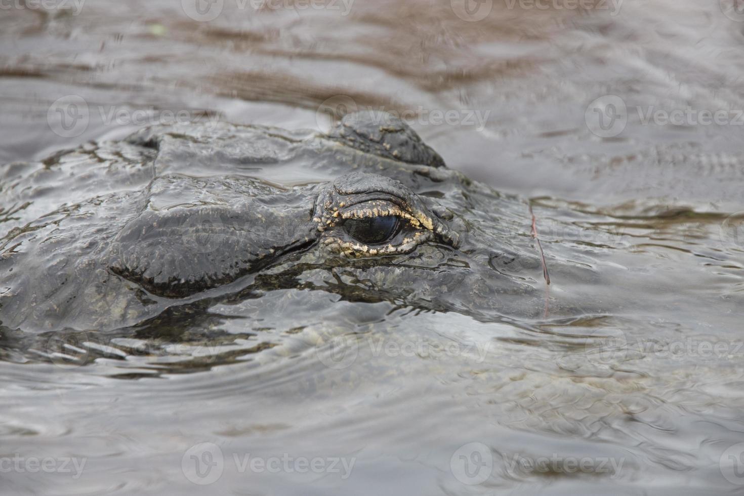 amerikansk alligator i florida vatten foto