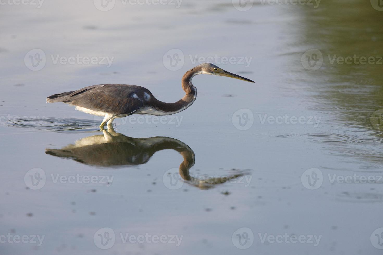 stor blåhäger och dess reflektion i florida vatten foto