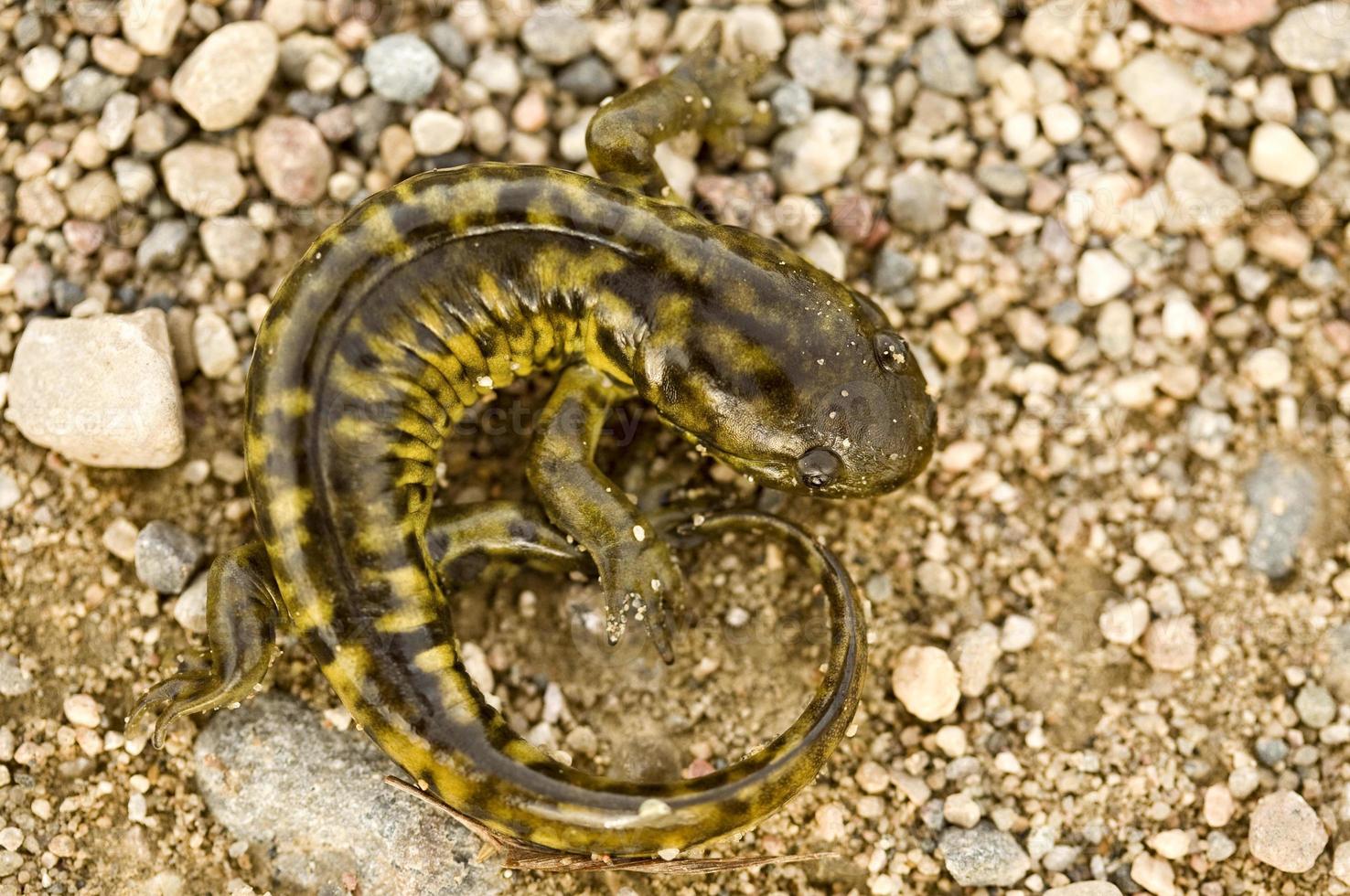 närbild tiger salamander foto