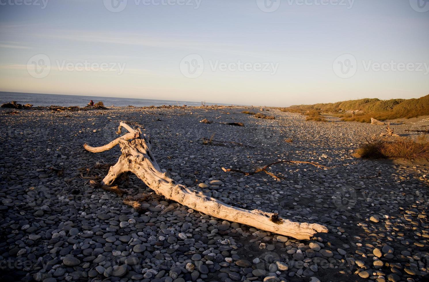 havsutsikt nya zeeland foto