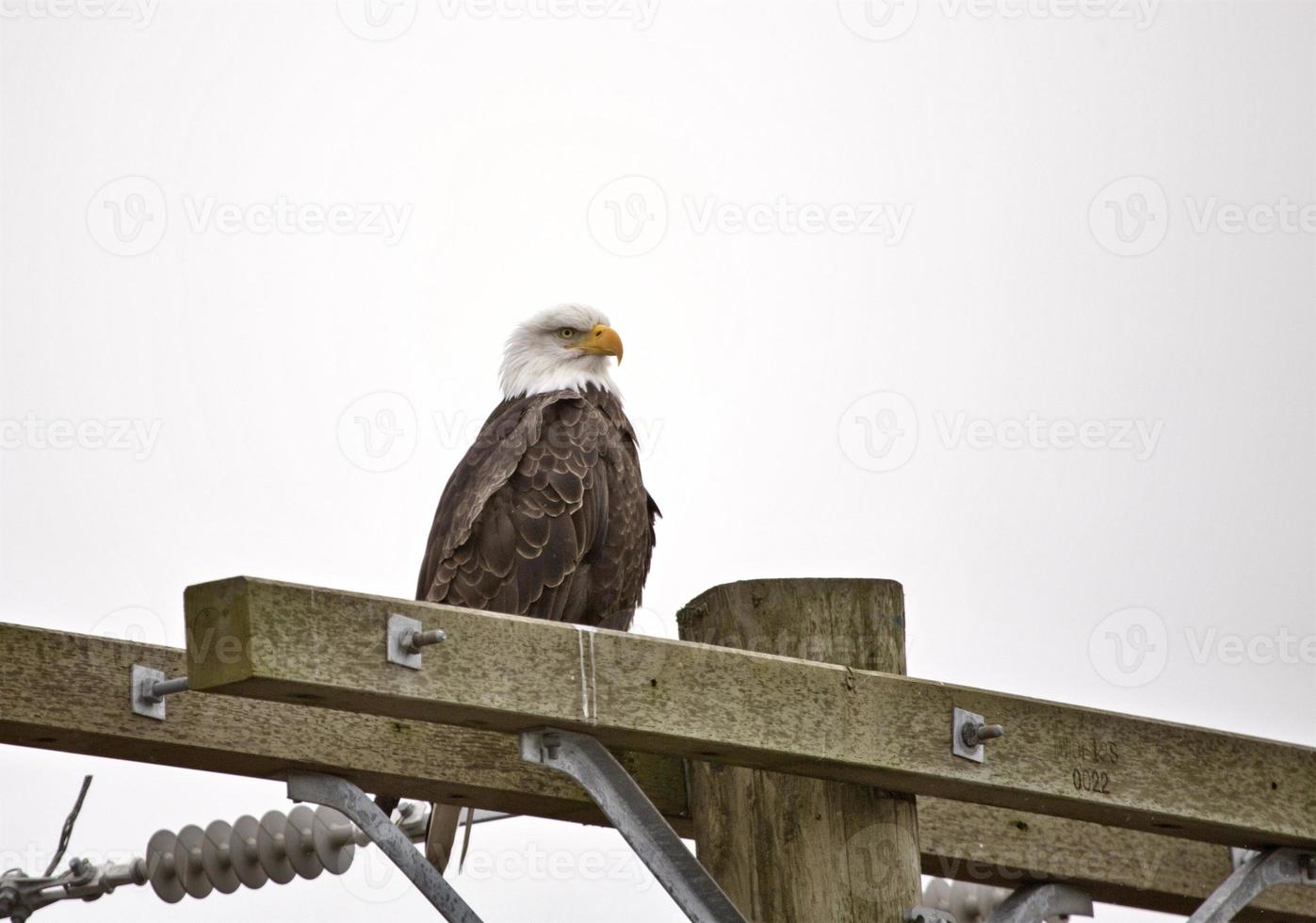 Bald Eagle brittisk columbia foto