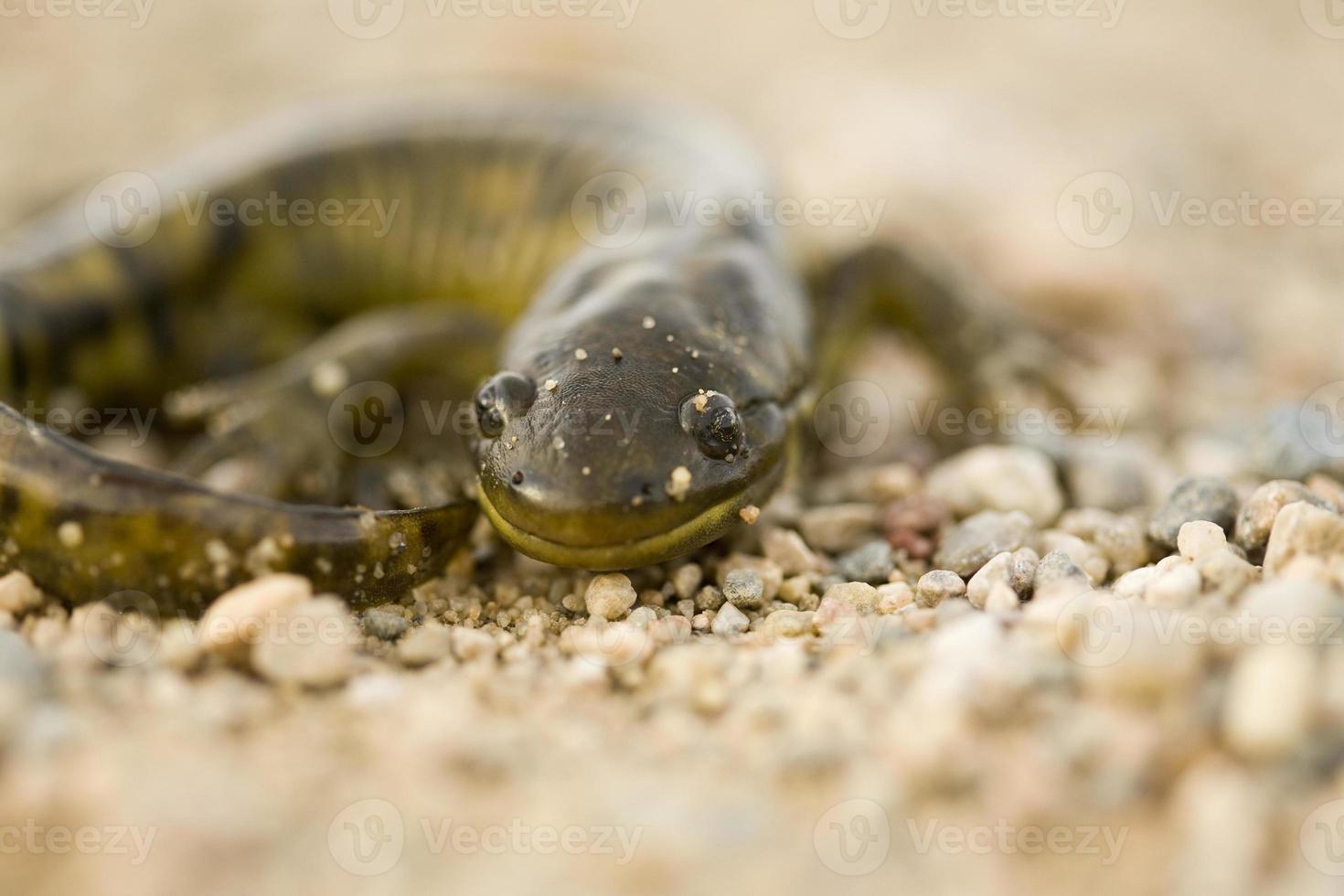 närbild tiger salamander foto