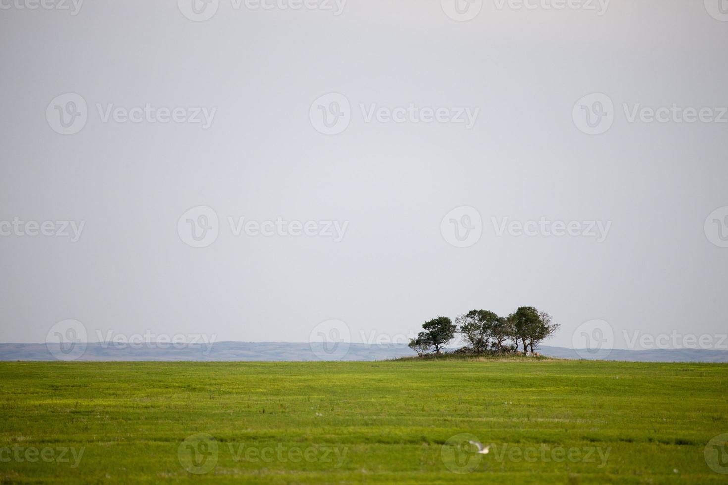 prairie scen saskatchewan foto