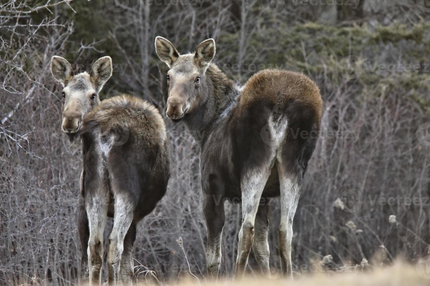 älg på vintern foto