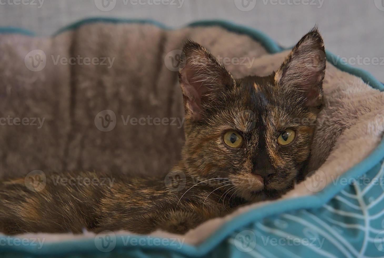 närbild av en söt kattunge som ligger i sin säng foto