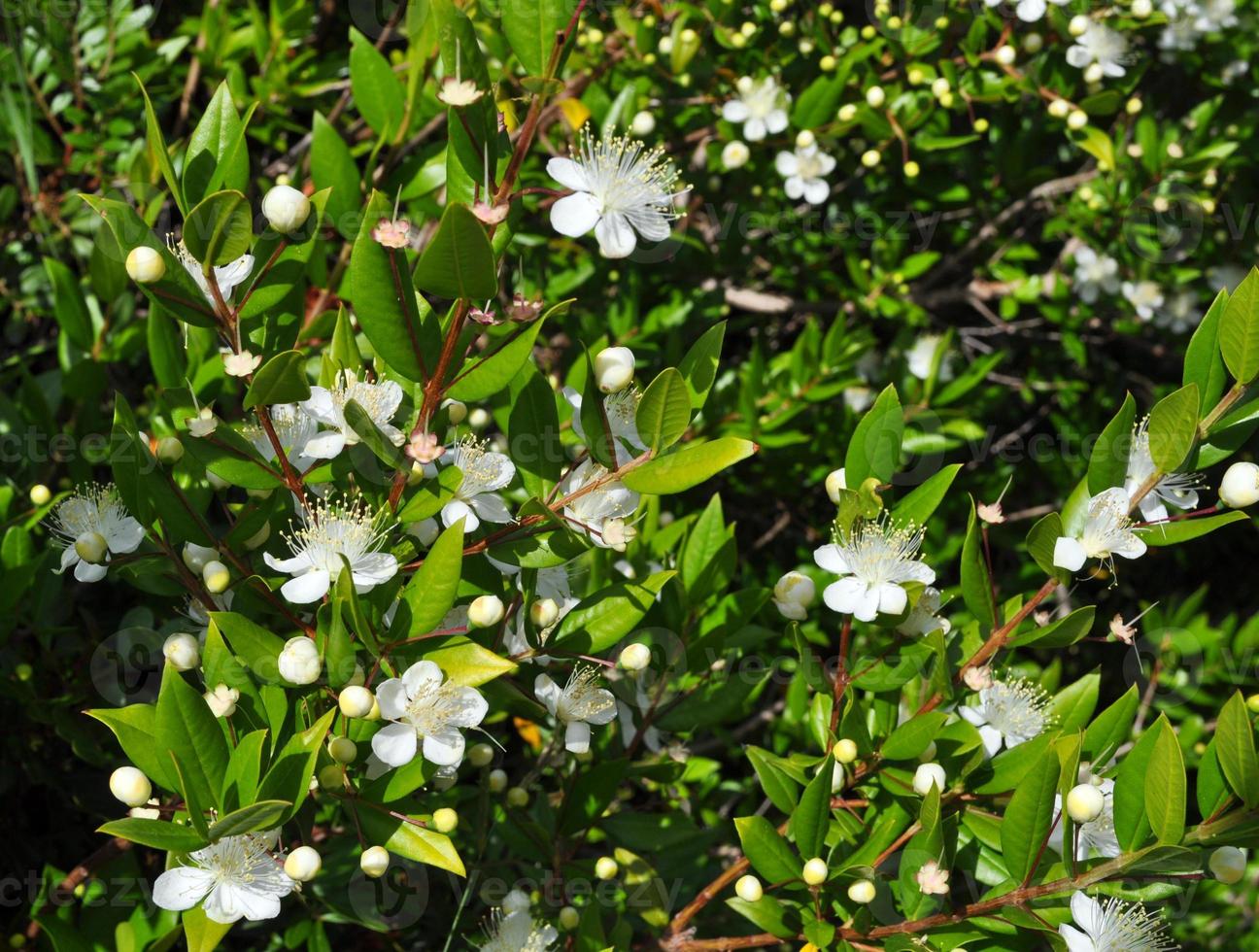 myrtus myrten - plantae angiosperms eudicots rosids myrtales myr foto