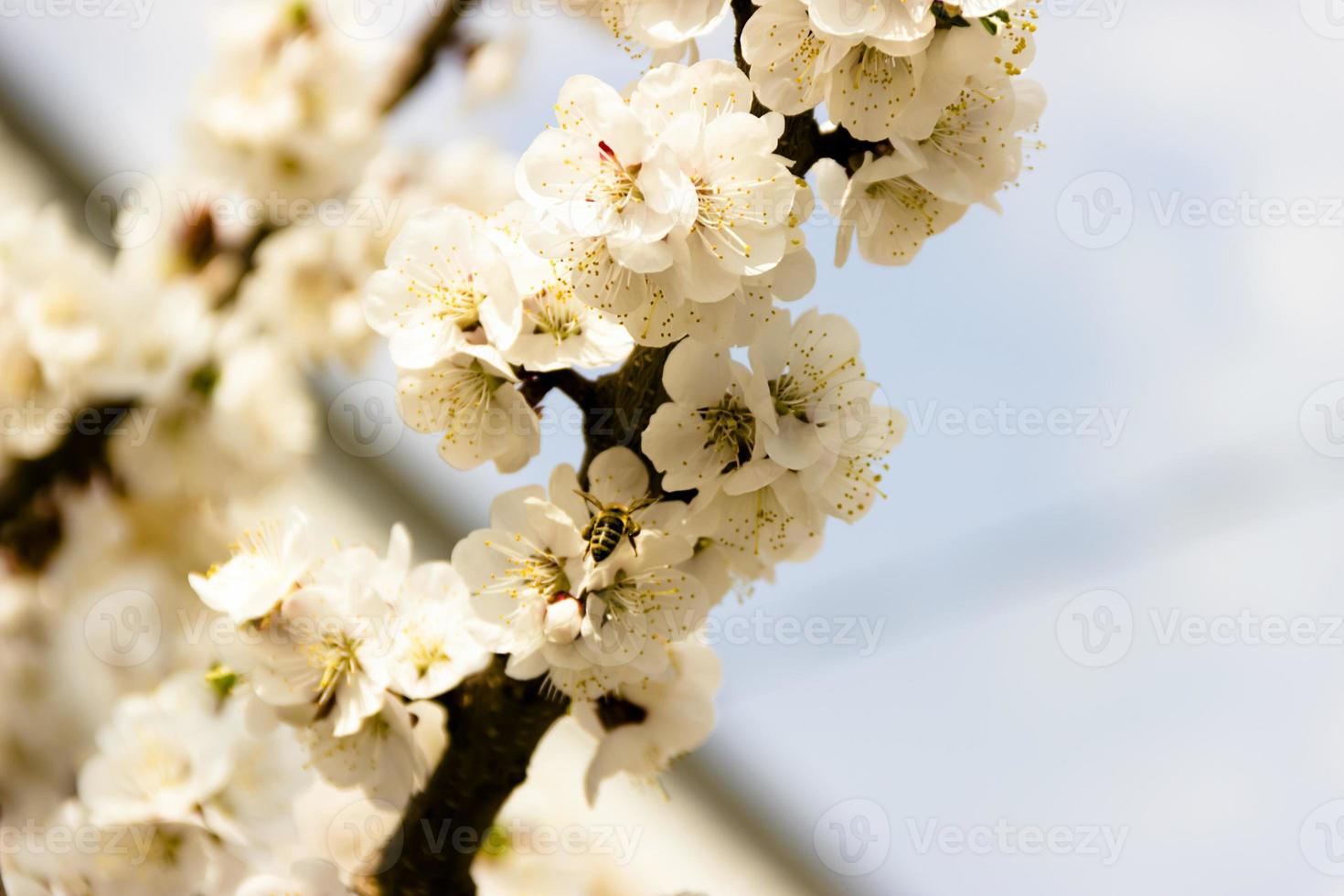 vita blommor och knoppar av ett aprikosträd i vårblomningen foto