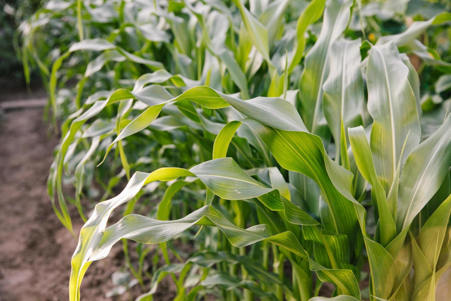 majs planta i jordbruksträdgård, växande unga gröna majs planta foto