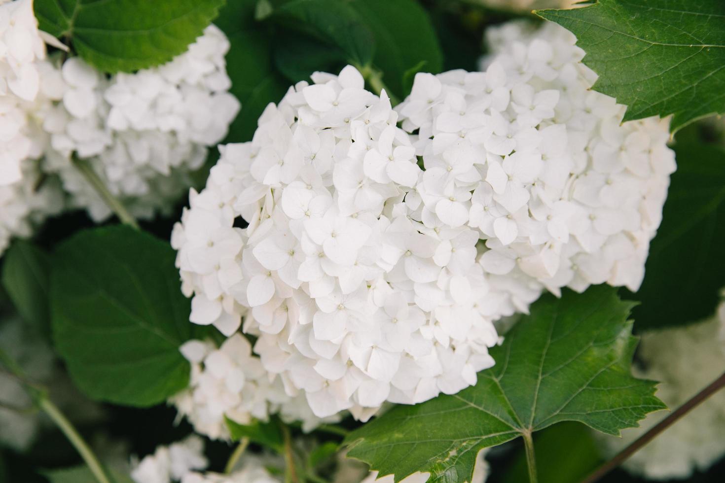 blommande hortensia buskar på bakgrund av grön gräsmatta. trädgård prydnadsväxter med stora vita blomställningar. botanik. foto