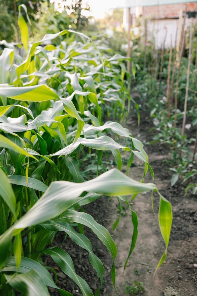 majs planta i jordbruksträdgård, växande unga gröna majs planta foto