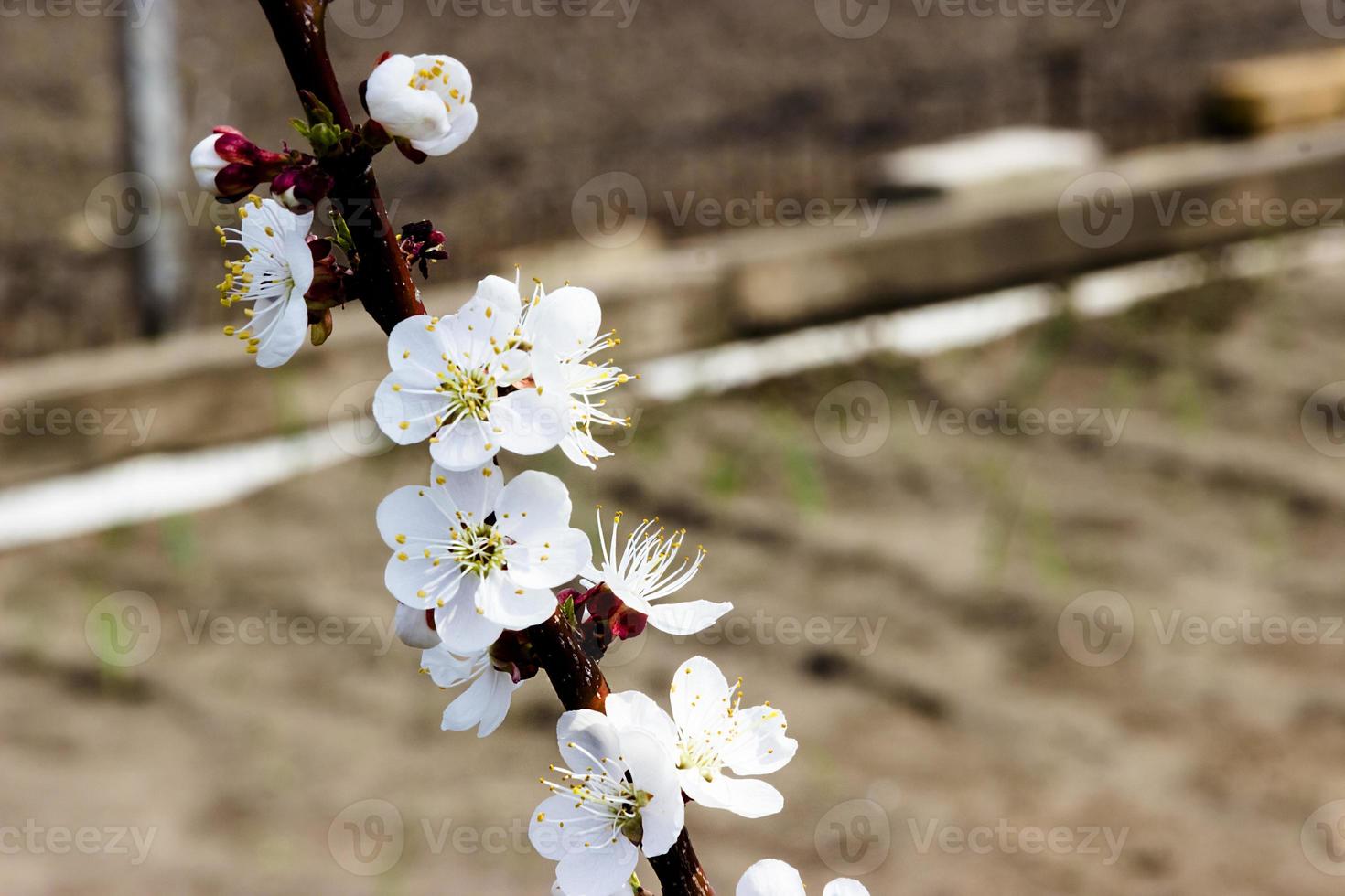 vita blommor och knoppar av ett aprikosträd i vårblomningen foto