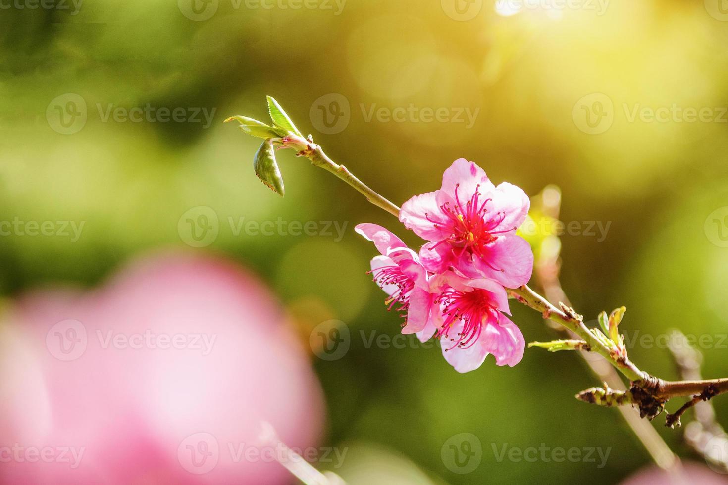 vårnatur, persikablomning, rosa blommor på grenar en solig dag, vackert vykort foto