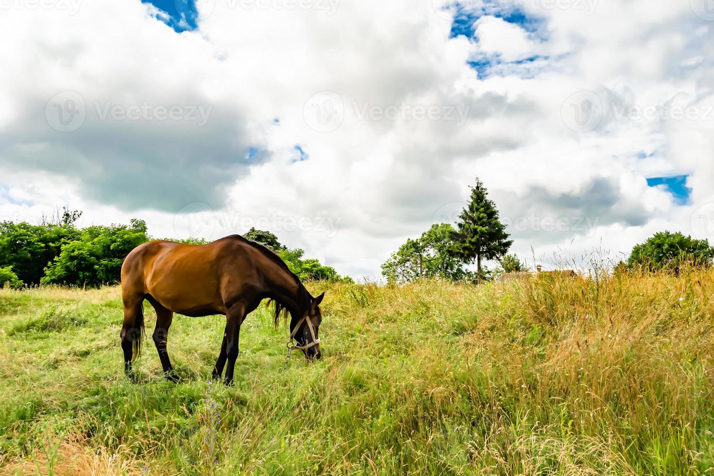 vacker vildhäst hingst på sommarblommaäng foto