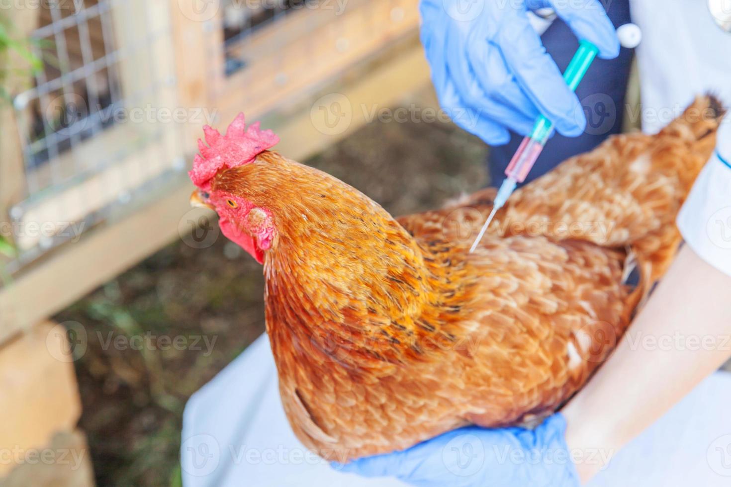 veterinär kvinna med spruta hålla och injicera kyckling på ranch bakgrund. höna i veterinärhänder för vaccination i naturlig ekogård. djurvård och ekologiskt jordbruk koncept. foto