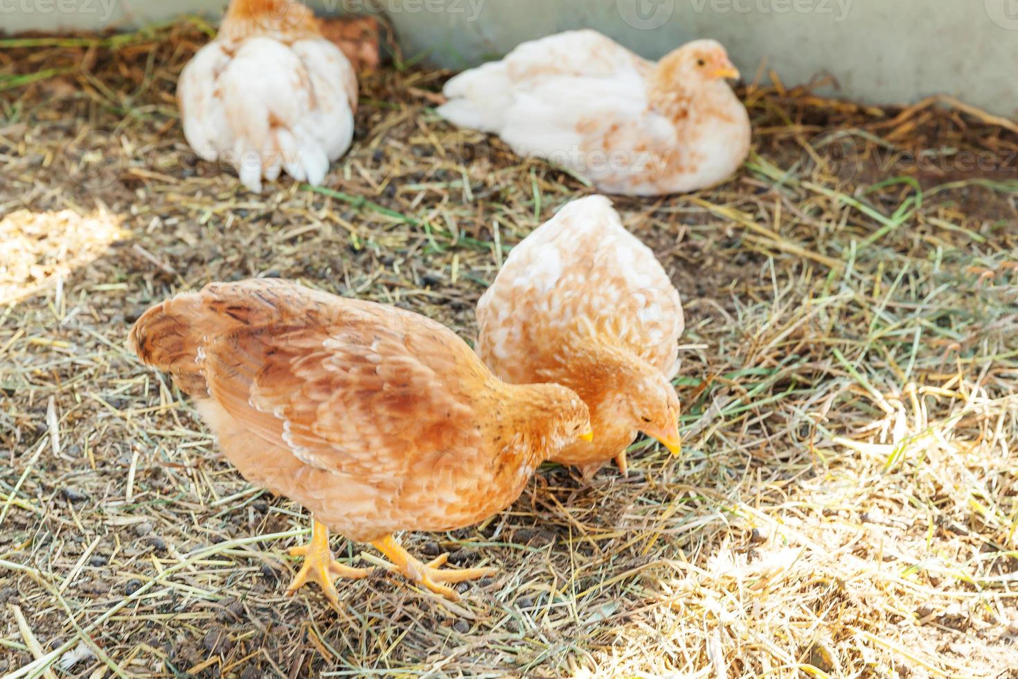 frigående kyckling på ekologisk djurgård som fritt betar på gården på ranchbakgrund. hönshöns betar på naturlig ekogård. modern djurhållning och ekologiskt jordbruk. djurrättskoncept. foto