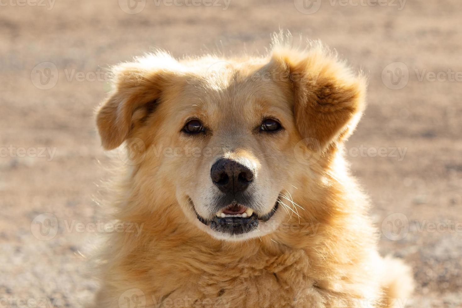 porträtt av en fluffig glad hund på en solig dag foto