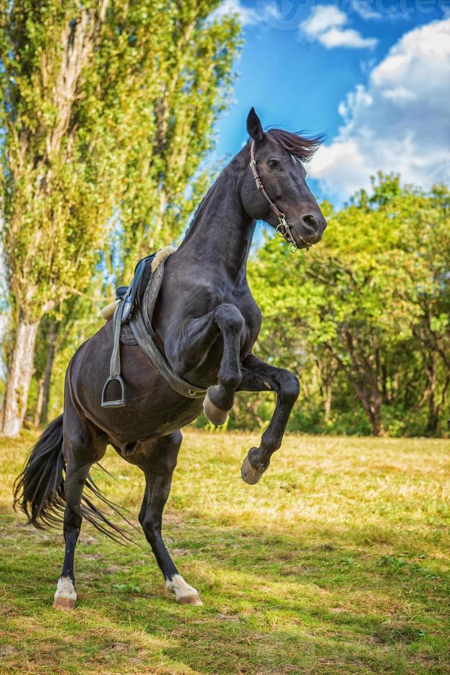 vacker svart häst står på bakbenen i naturen foto