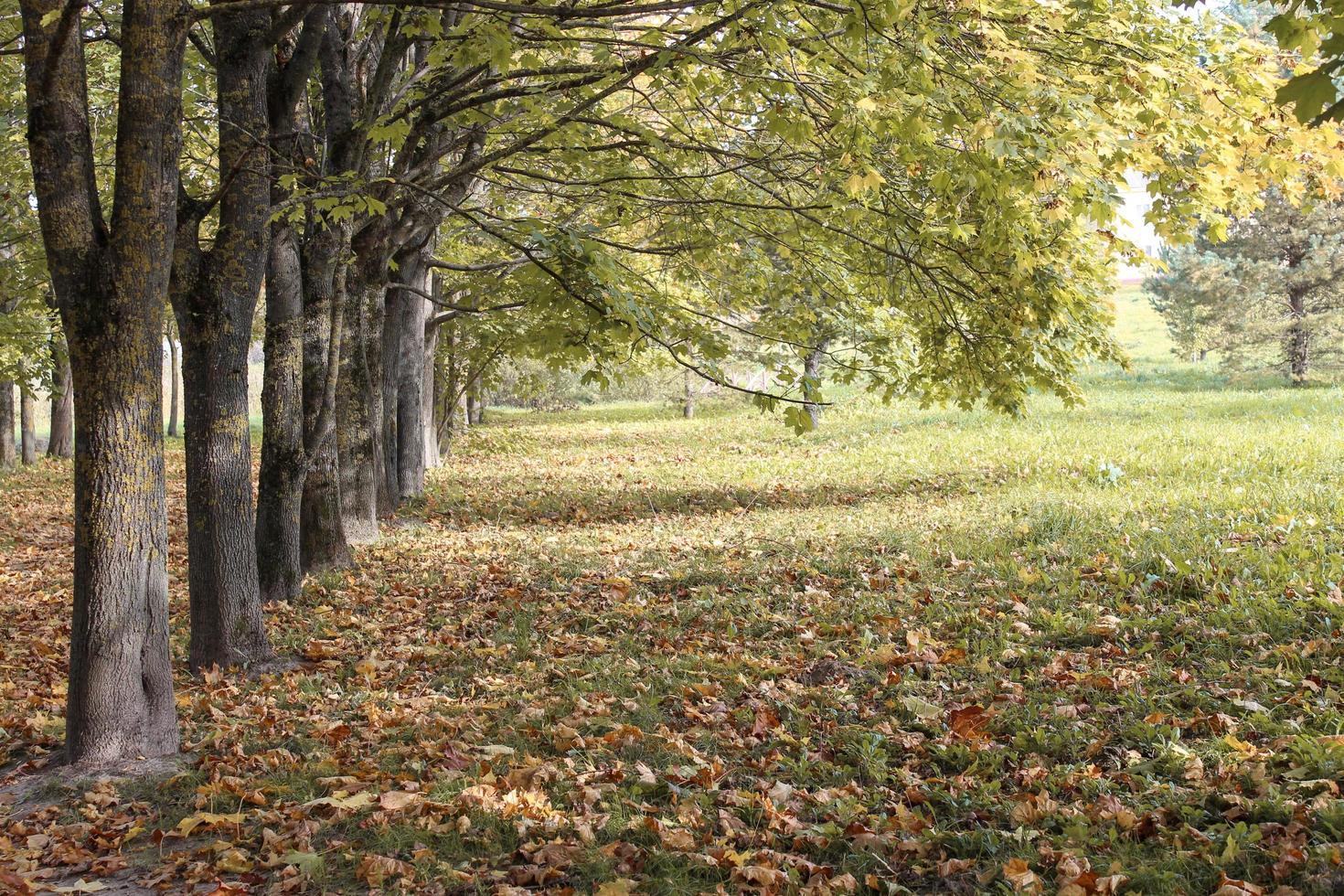 gamla lönnar som växer på rad i en höstpark med fallna löv. naturlig bakgrund, gyllene höst foto