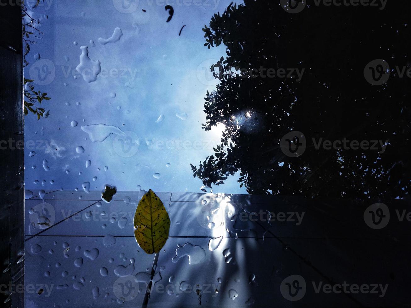 foto från under glastaket på en byggnad som träffades av regndroppar och löv som faller från träd