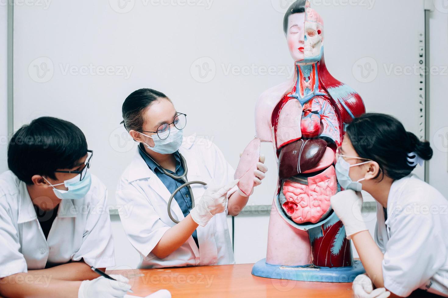 läkare och sjuksköterska eller teamspecialister som observerar och diskuterar mänskliga lungor i den mänskliga organmodellen foto