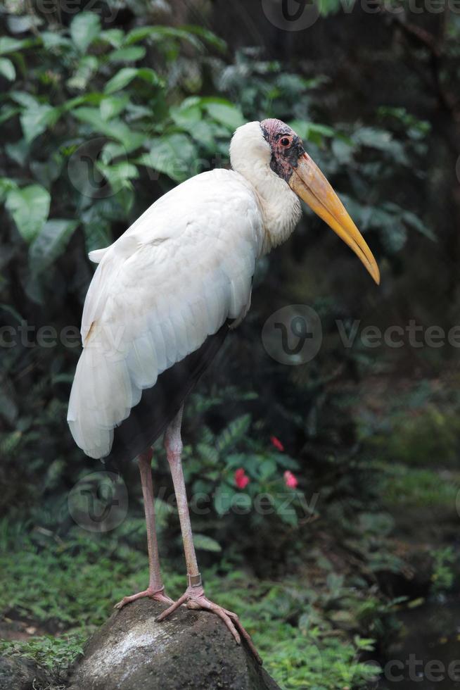 ung vit maraboustork som står på en sten foto