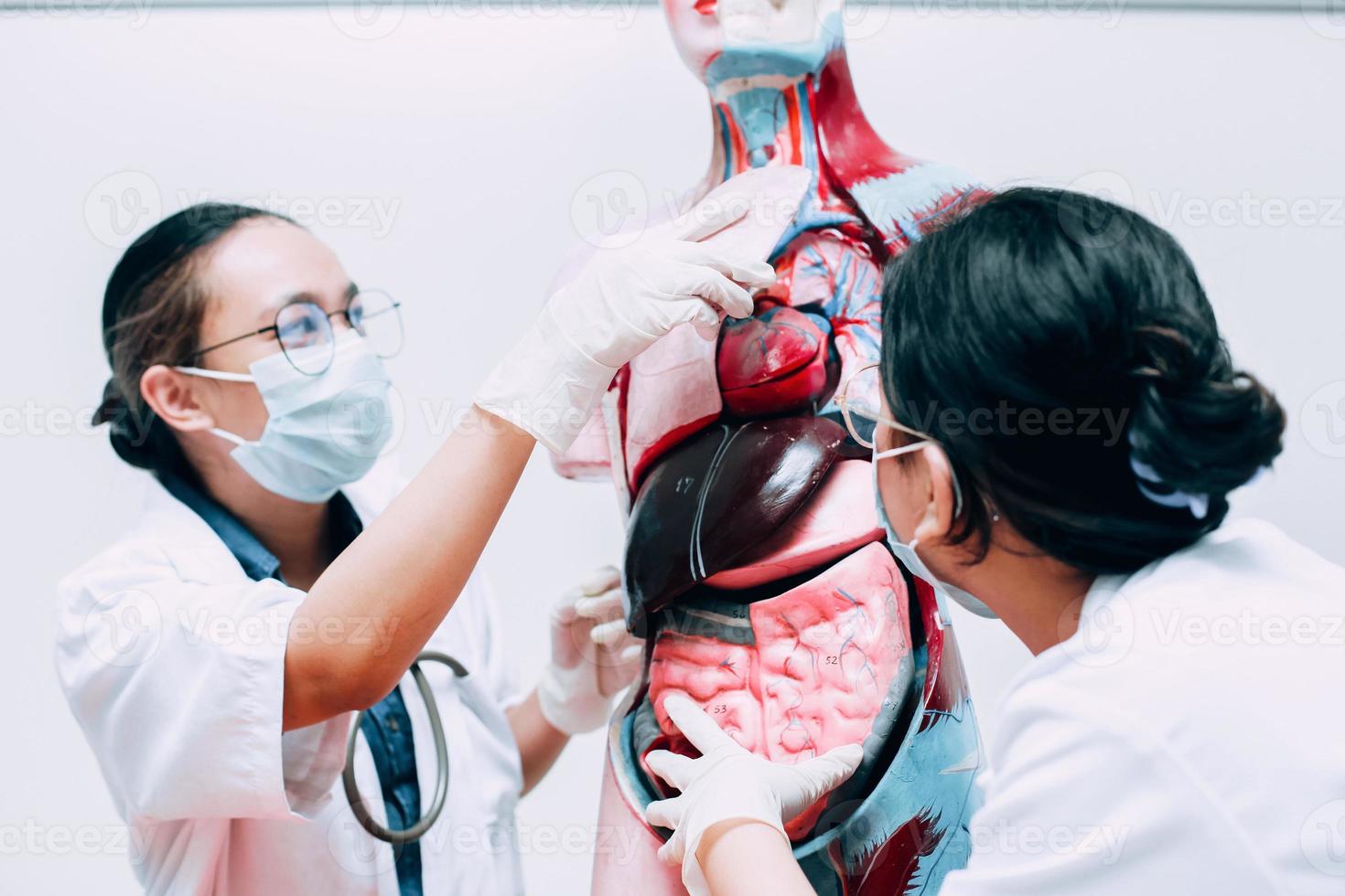 läkare och sjuksköterska eller teamspecialister som observerar och diskuterar mänskliga lungor i den mänskliga organmodellen foto