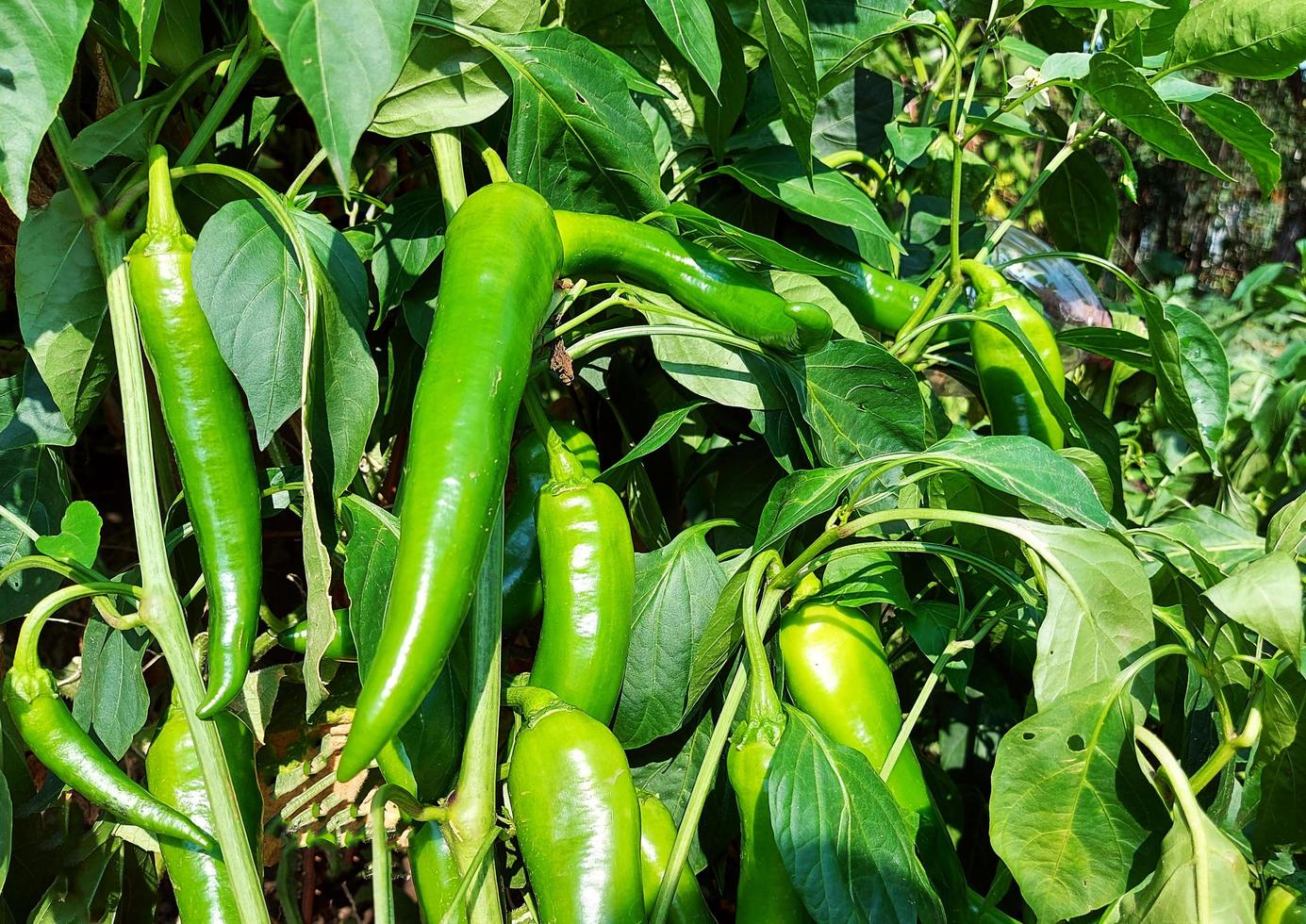 grön heta paprika som växer i växthuset. matväxt. trädgårdsarbete, skörd, odling. foto