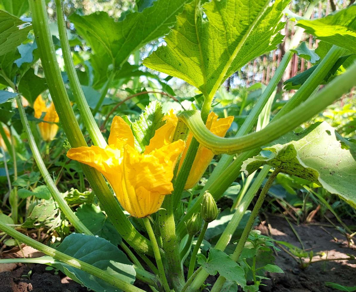 gul zucchini blomma blommar i trädgården. växter sommar. odla grönsaker. foto