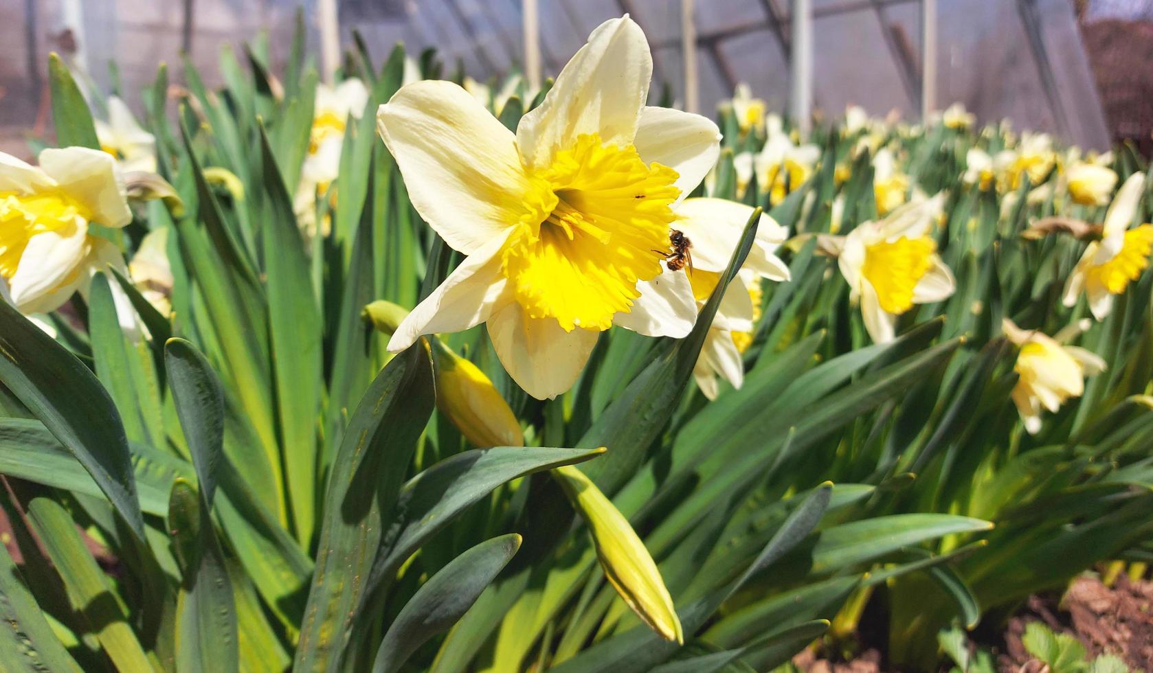 påskliljor blommar på våren i trädgården. växter. trädgårdsarbete. solig dag. foto