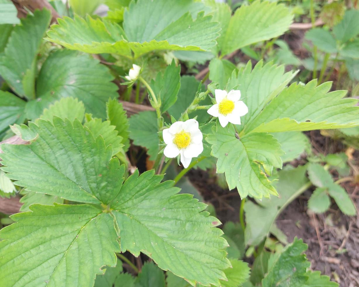 jordgubbsblommor i grönsaksträdgården. odlingsbäddar, trädgårdsarbete, gröna blad och blommor. foto