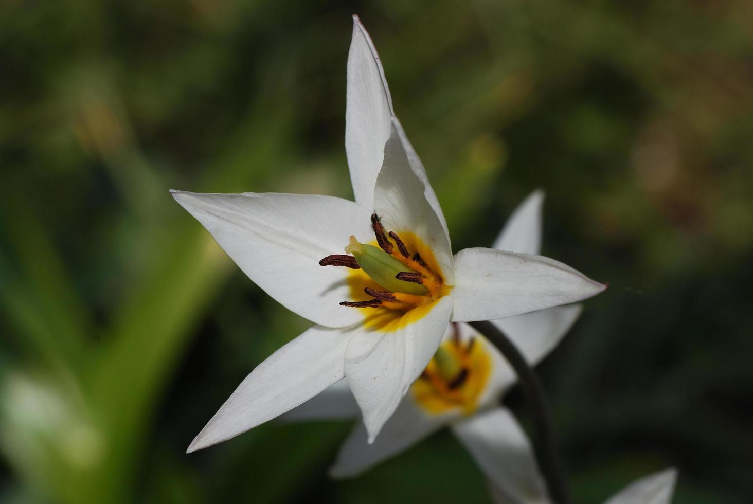 vit blomma närbild foto