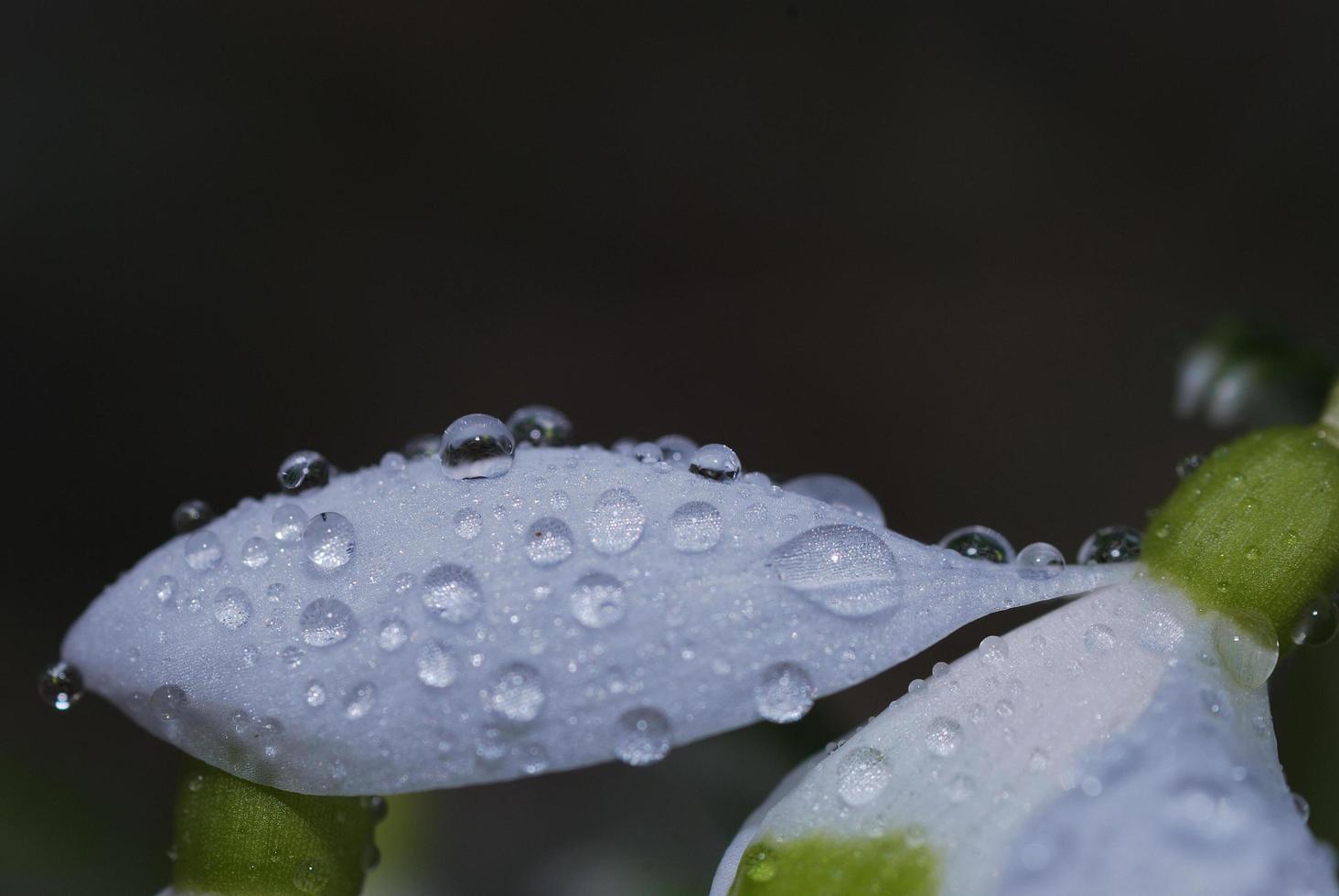 snö bell blomma droppar foto