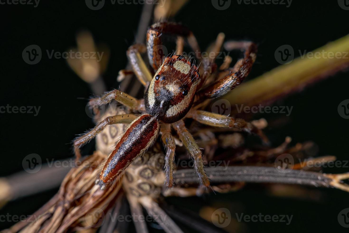 manlig vuxen hoppande spindel foto