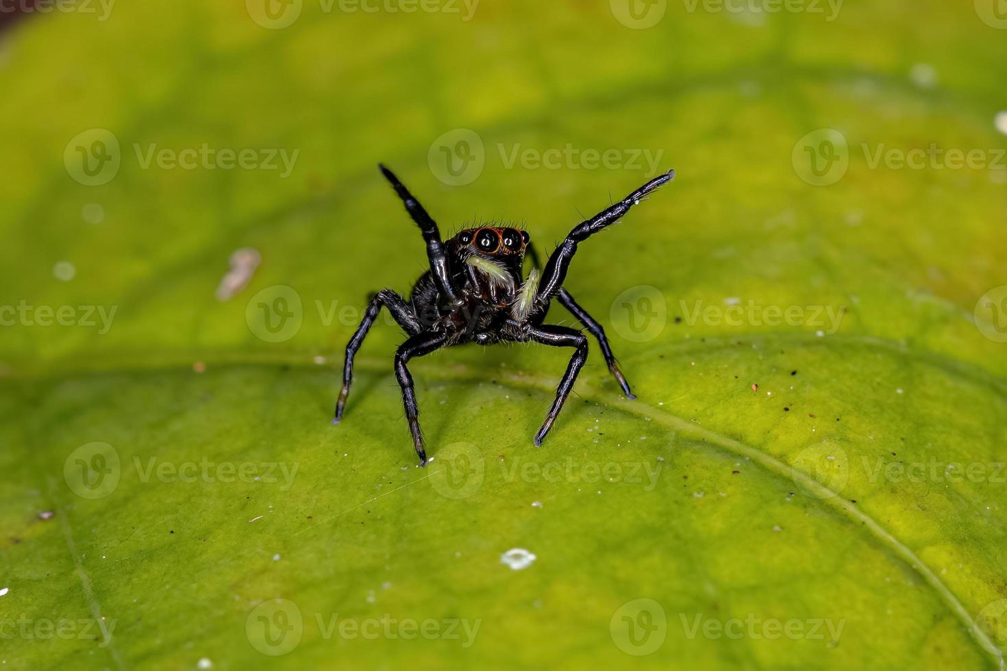 liten hoppande spindel foto