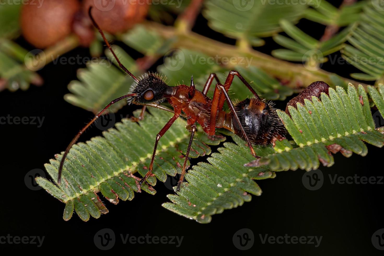 bredhövdad insektsnymf foto