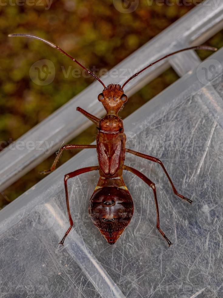 bredhövdad insektsnymf foto